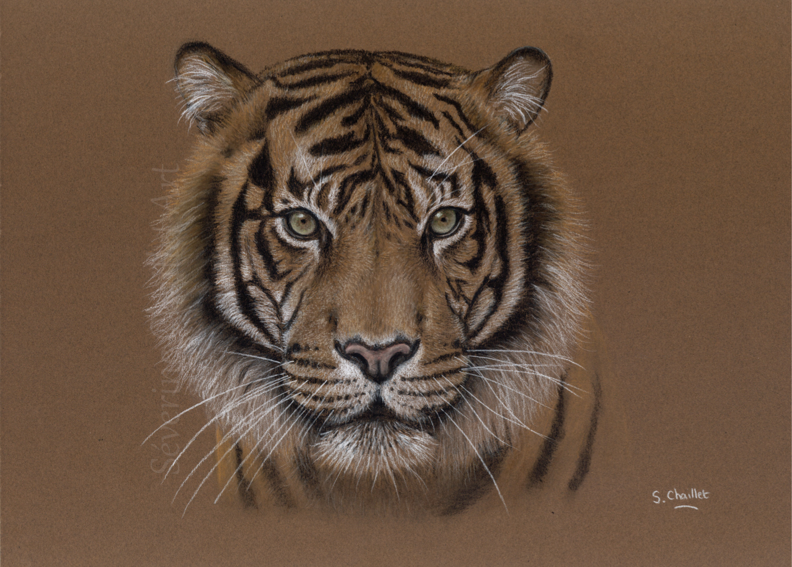 Portrait de tigre au pastel sec