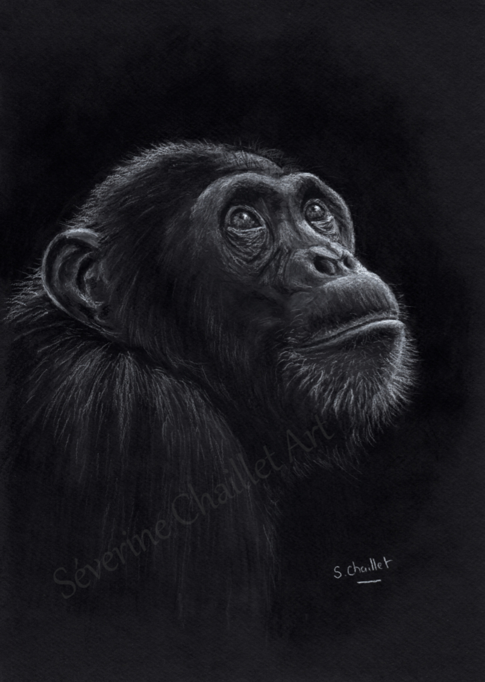 Portrait d'un chimpanzé rêveur