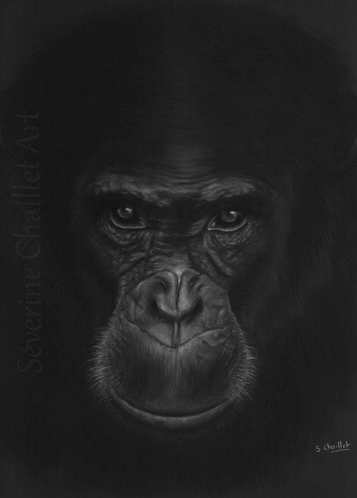 Portrait d'un chimpanzé à la craie